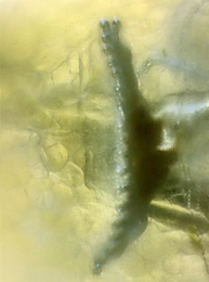 Trypeta artemisiae larva,  anterior spiracles